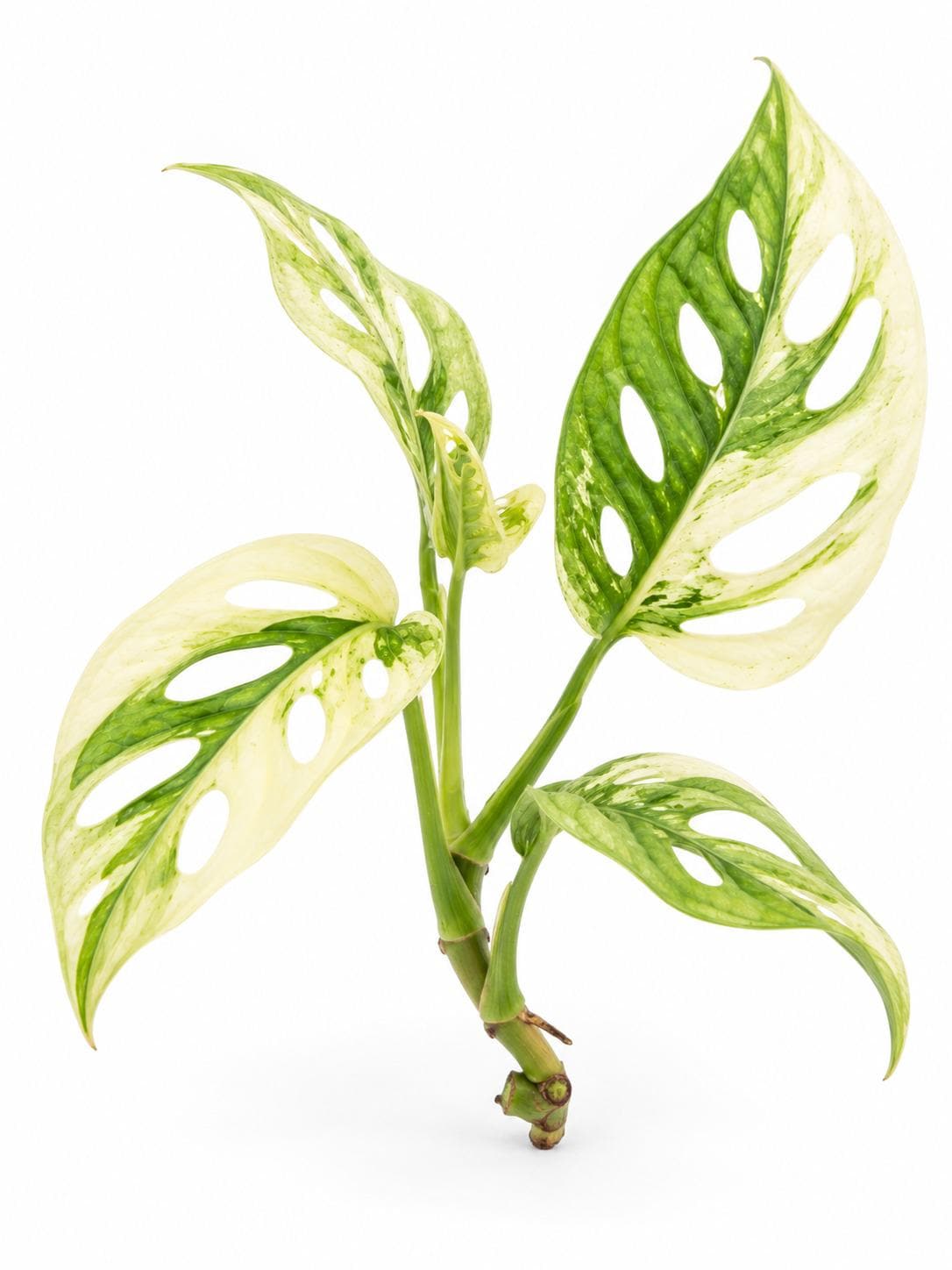 Monstera Adansonii Double Windows Mint Variegated cutting