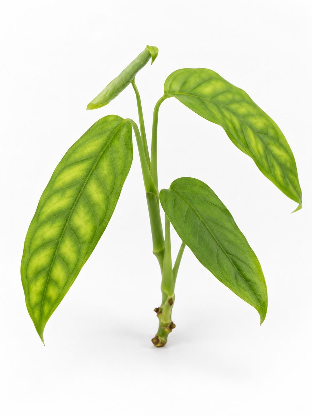 Monstera Obliqua Amazonas cutting