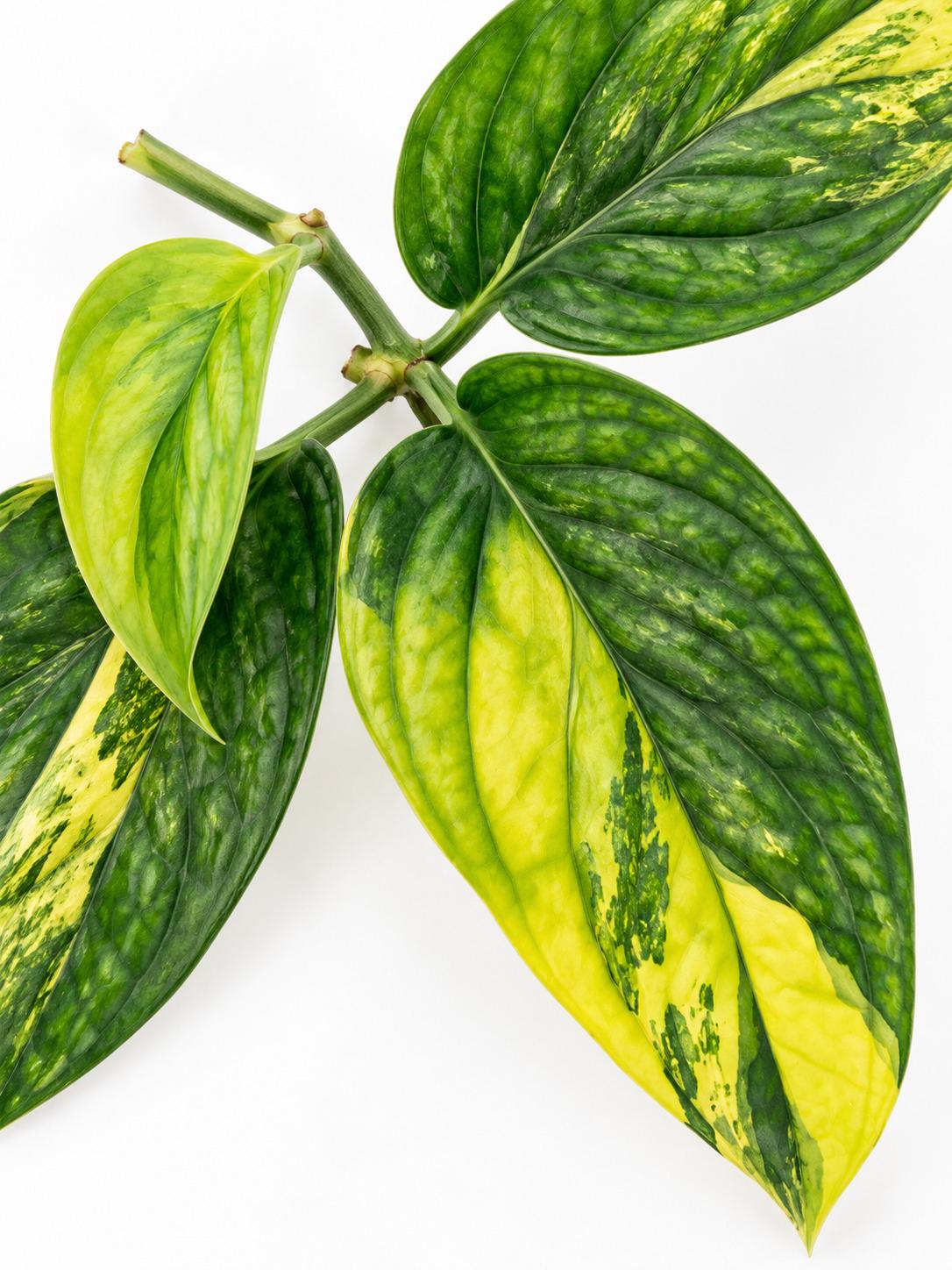 Monstera Peru Variegated cutting photo 2