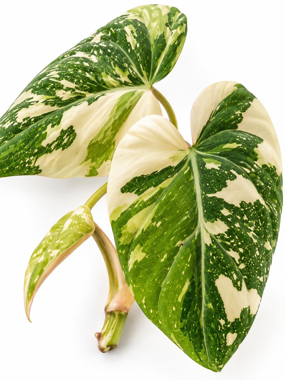 Philodendron Gloriosum Variegated Type 2 cutting photo 2