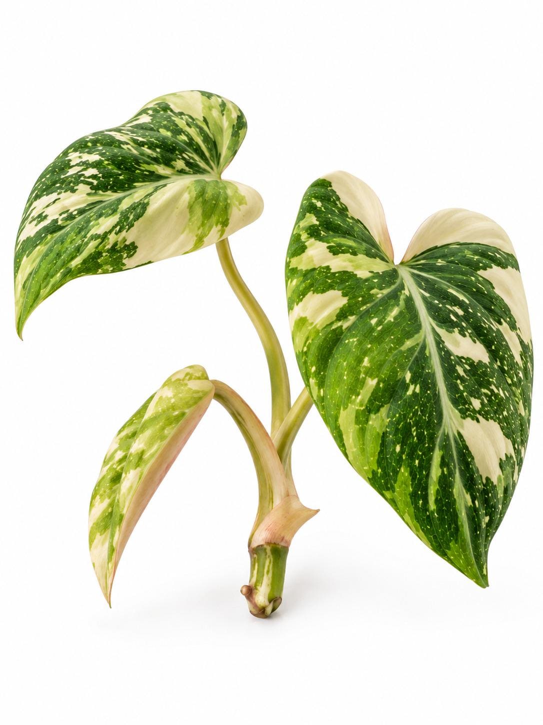 Philodendron Gloriosum Variegated Type 2 cutting