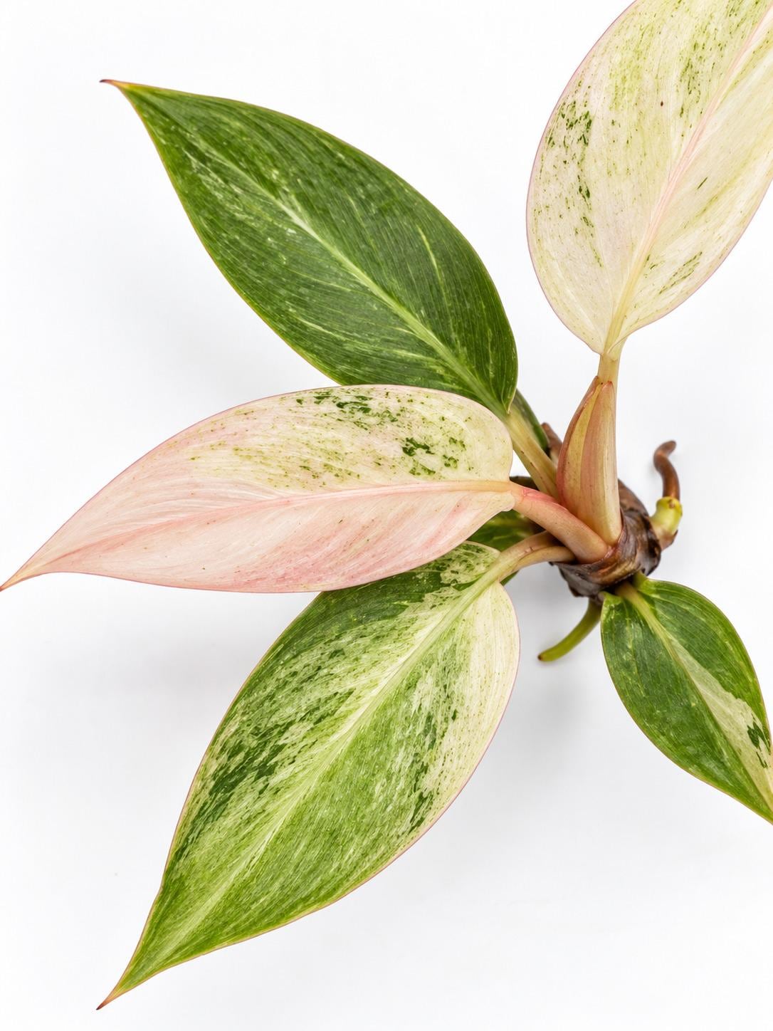 Philodendron Strawberry Caramel Marble cutting photo 2