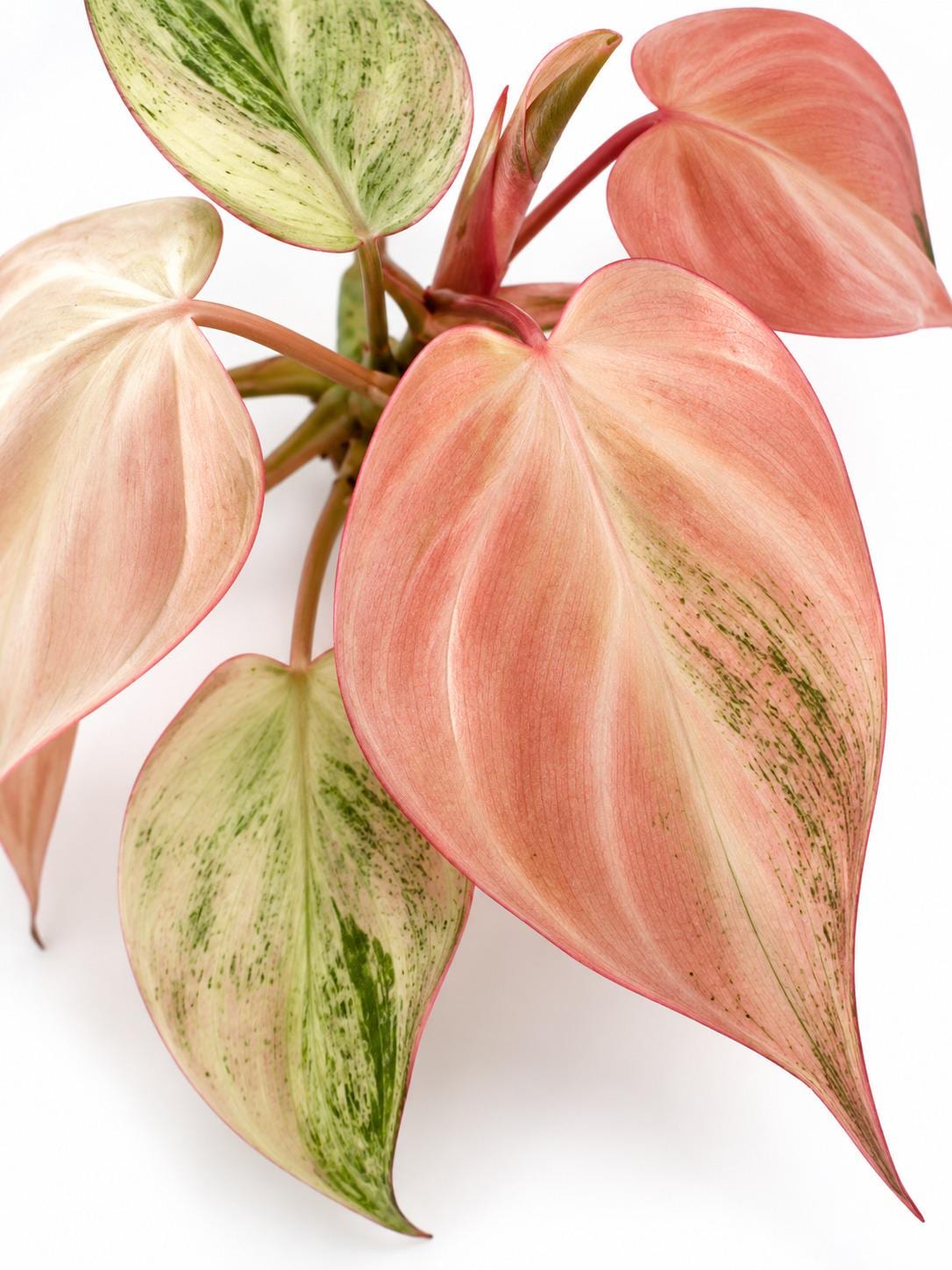Philodendron Micans Pink Mint Variegated cutting photo 2