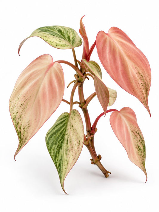 Philodendron Micans Pink Mint Variegated Cutting – rare plant for sale