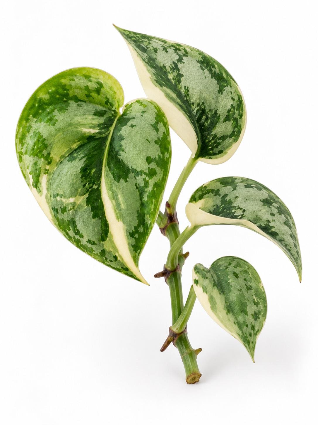 Scindapsus Pictus Mayari Albo Variegated cutting