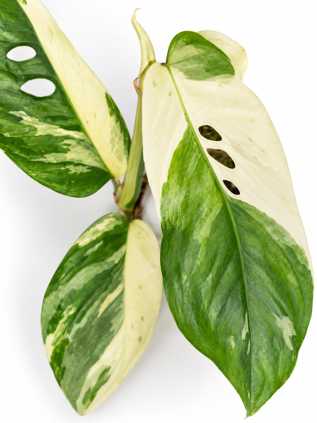 Monstera Laniata Mint Albo Variegated cutting photo 2