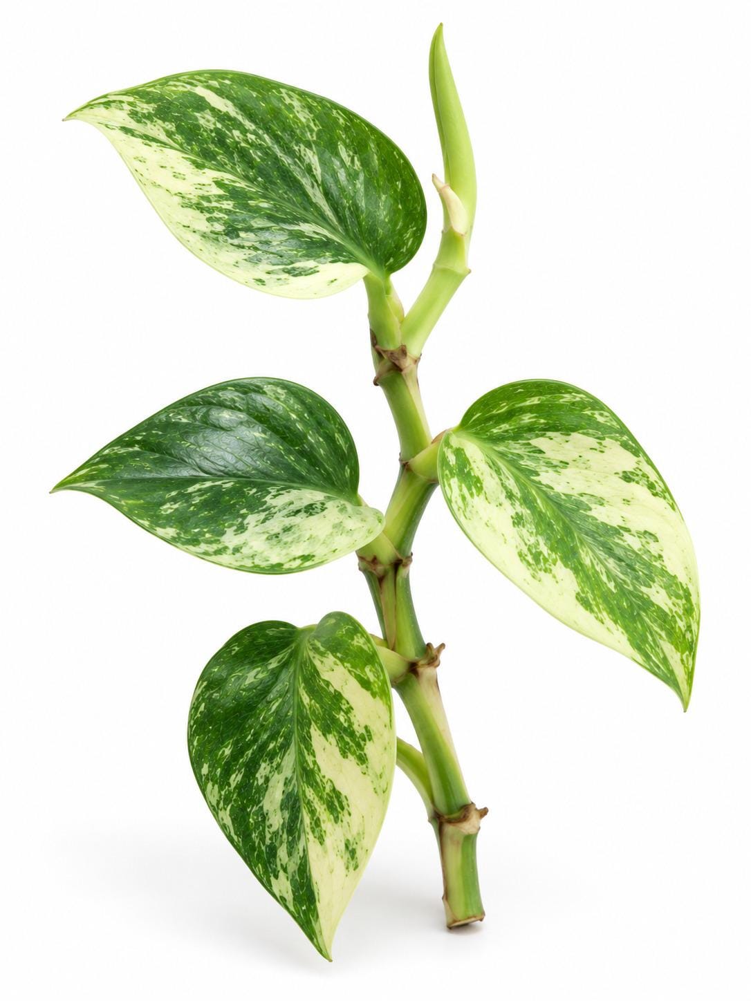 Rhaphidophora Hongkongensis Albo Variegated cutting