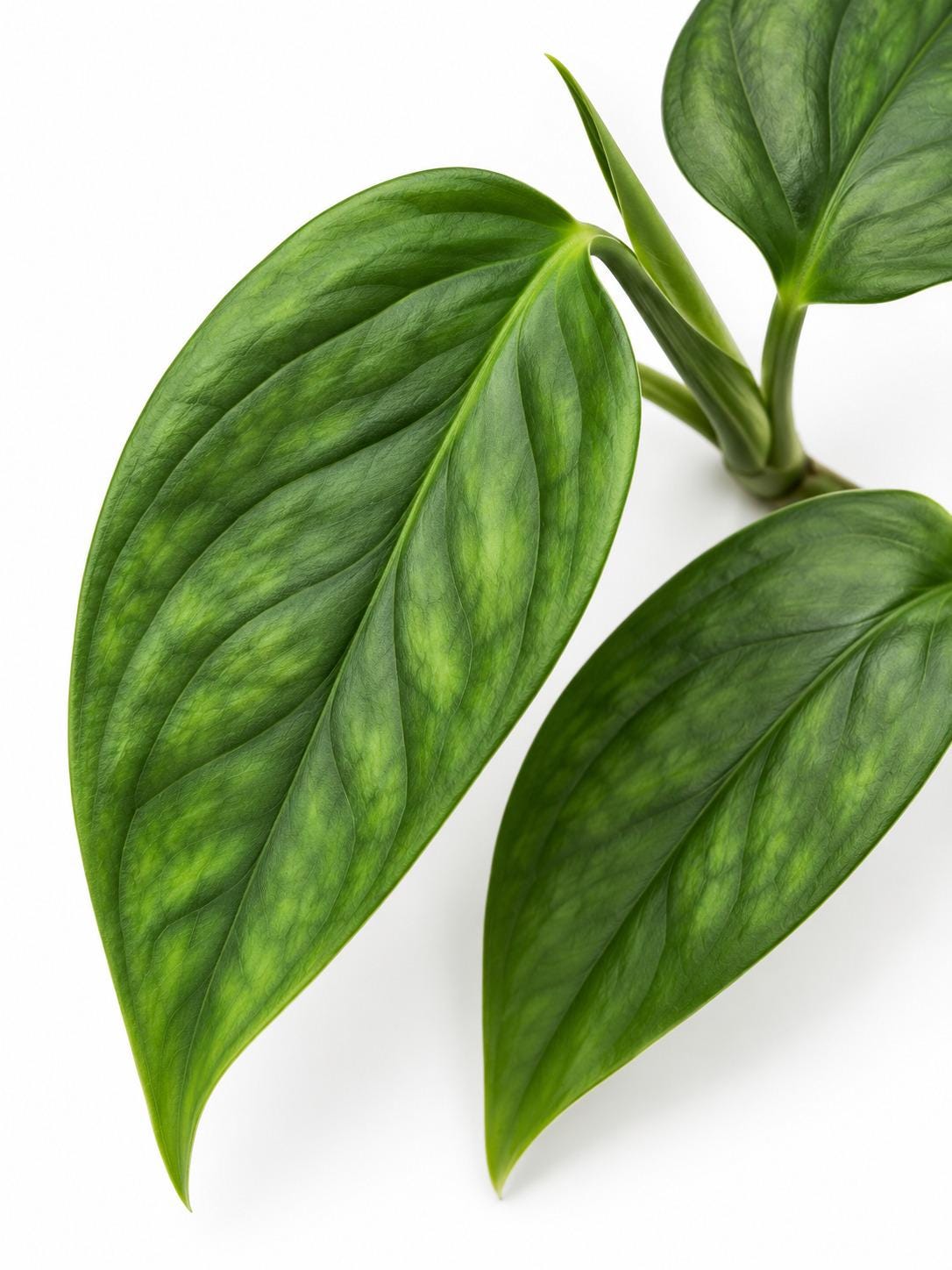 Monstera Obliqua Columbia cutting photo 2