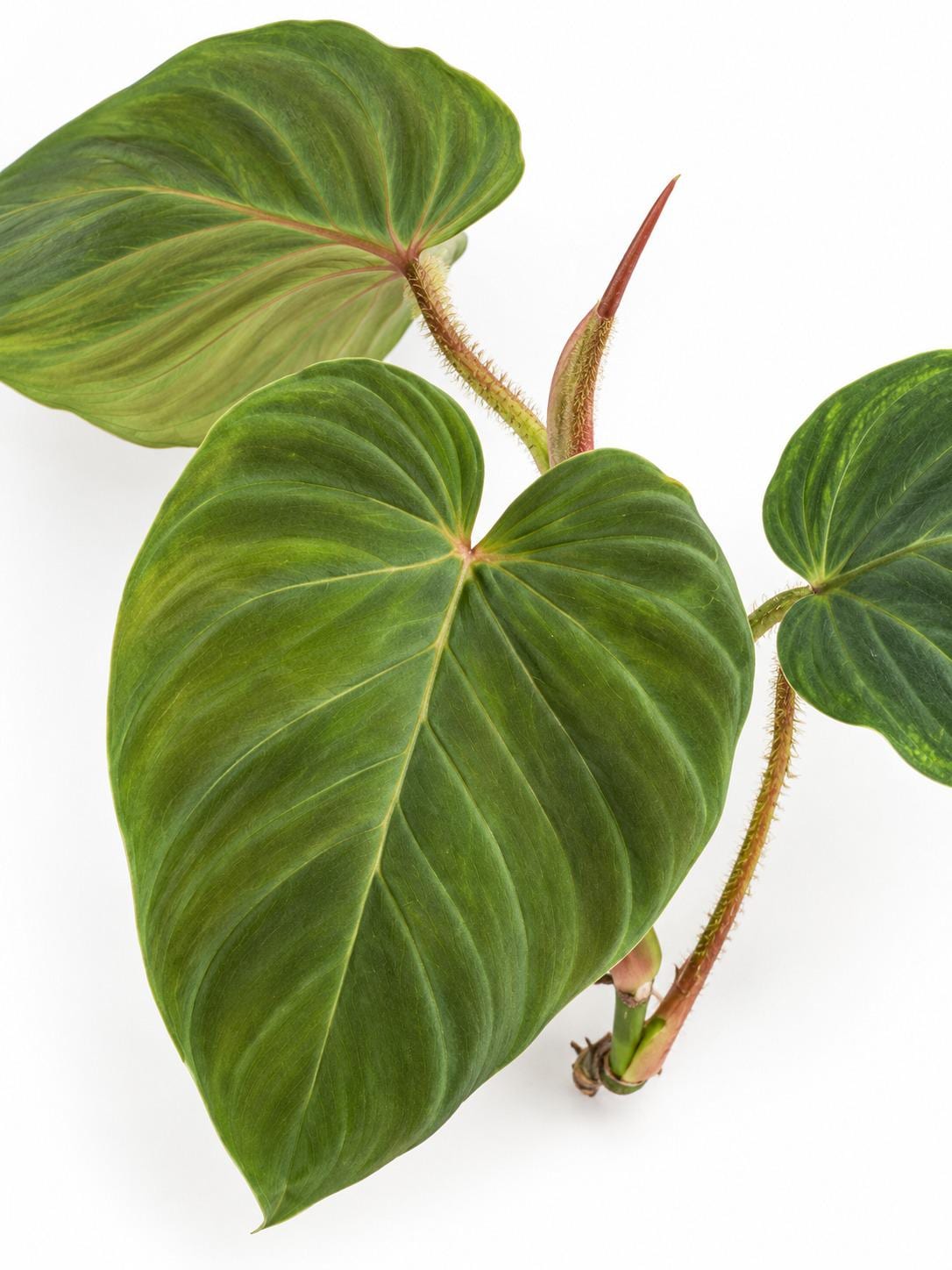 Philodendron Verrucosum Titanium cutting photo 2