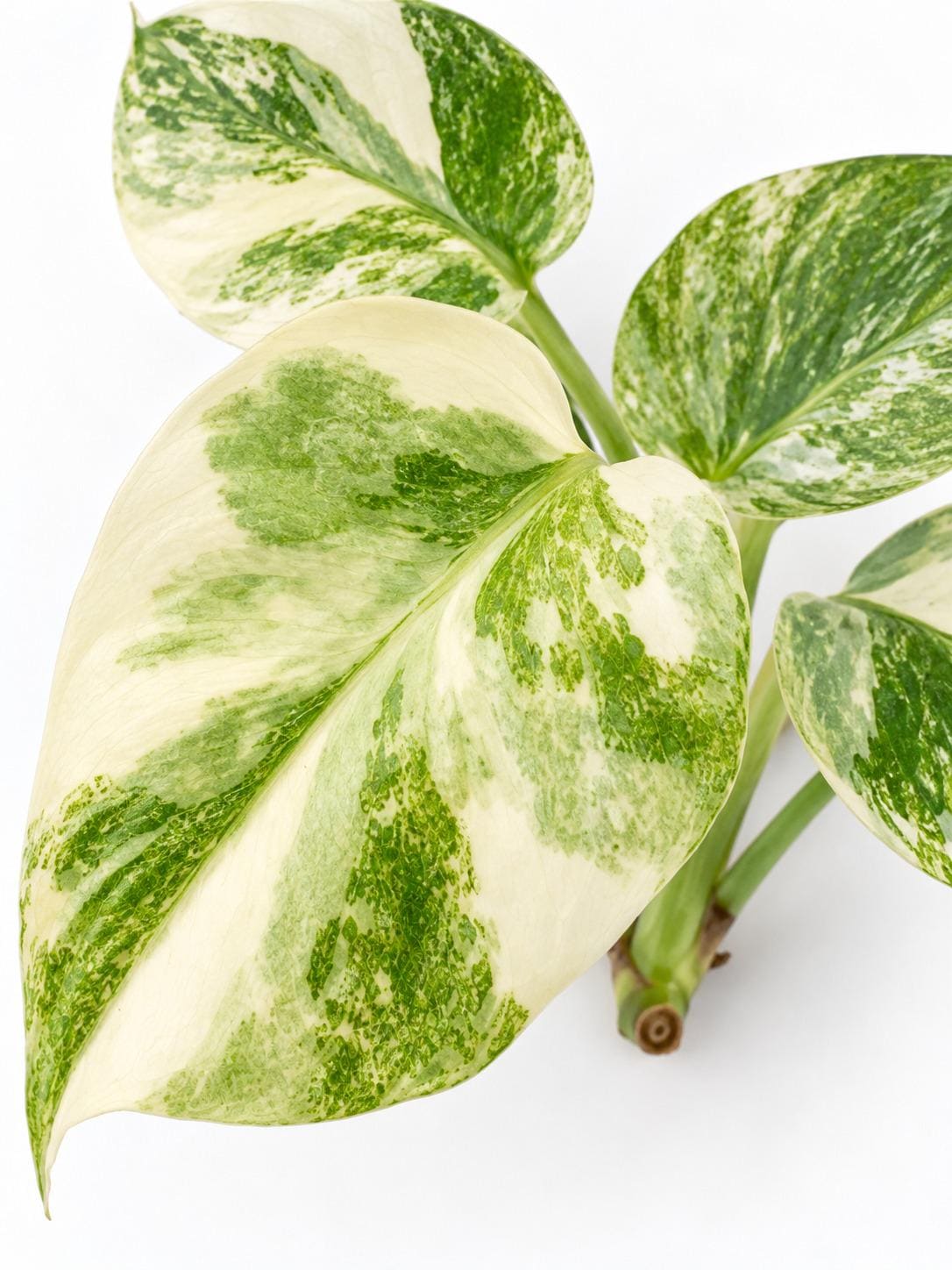 Monstera Deliciosa Legacy cutting photo 2