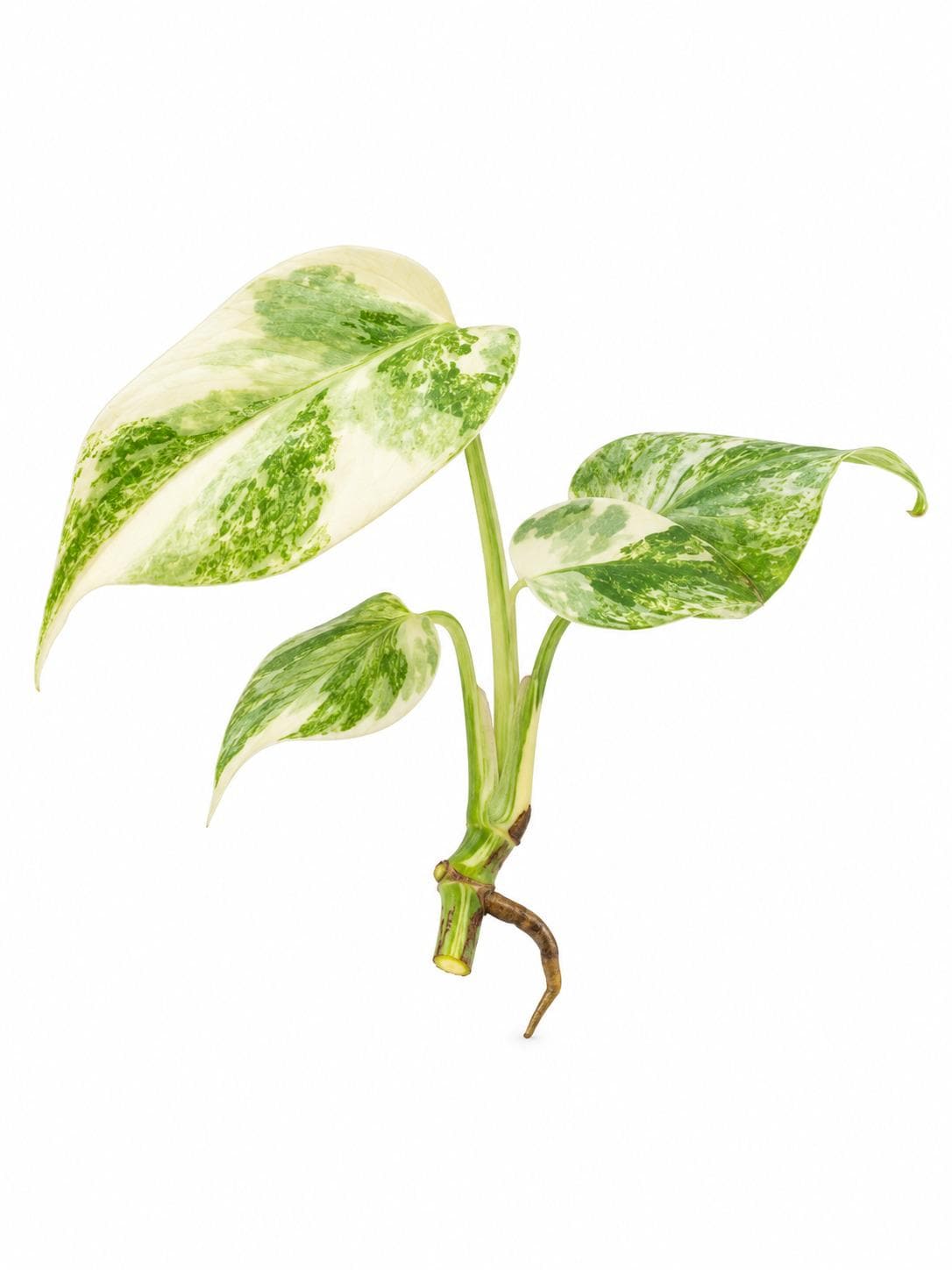 Monstera Deliciosa Legacy cutting