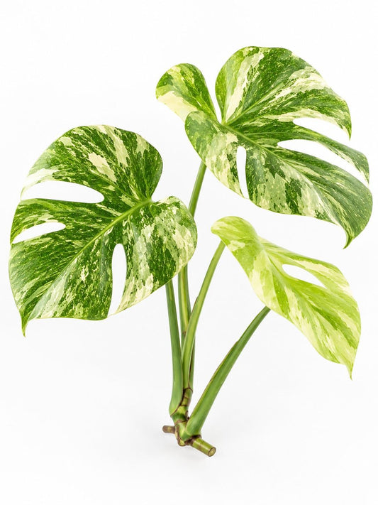 Monstera Deliciosa Green Snow Cutting – rare plant for sale