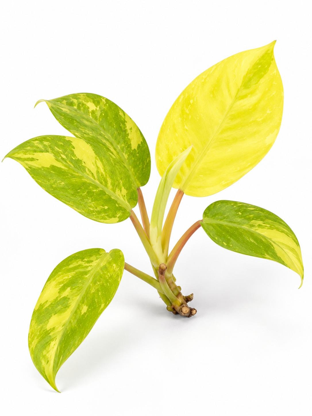 Philodendron Golden Goddess Marble Variegated cutting