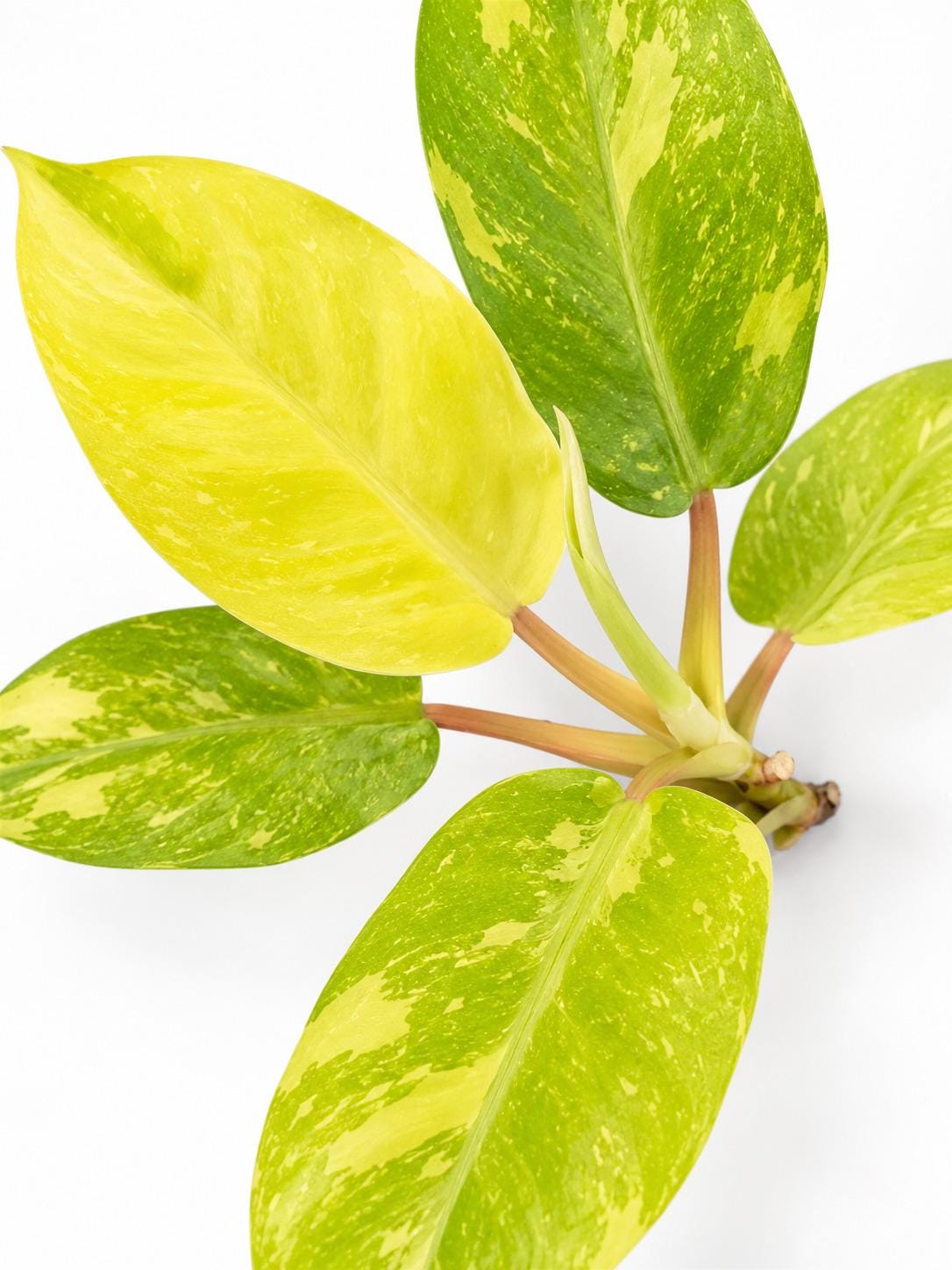 Philodendron Golden Goddess Marble Variegated cutting photo 2