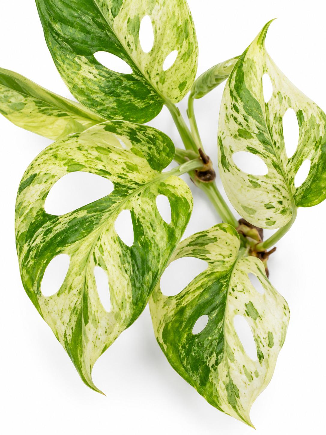 Monstera Adansonii Mottled Mint cutting photo 2