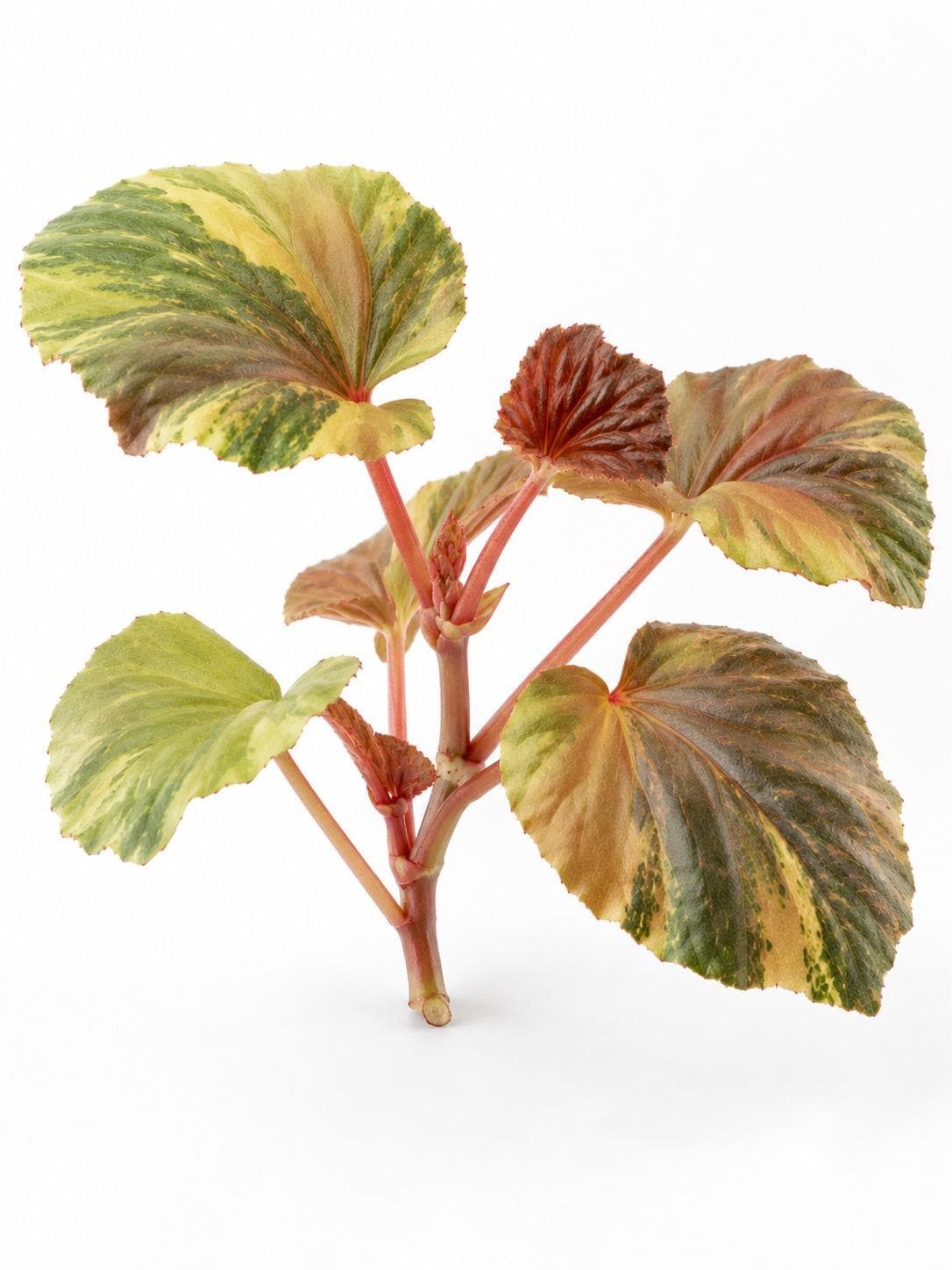 Begonia Cucullata Aurea Variegated cutting