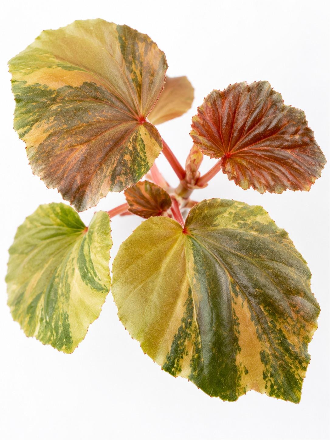 Begonia Cucullata Aurea Variegated cutting photo 2