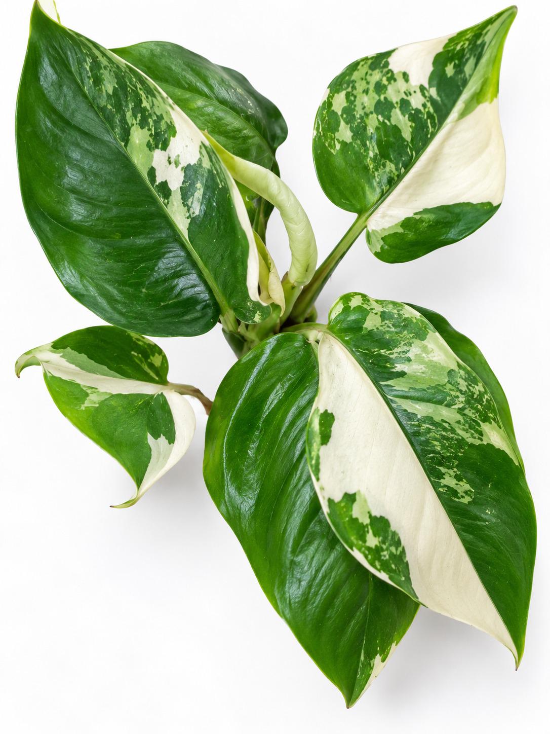 Schismatoglottis Albo Variegated cutting photo 2