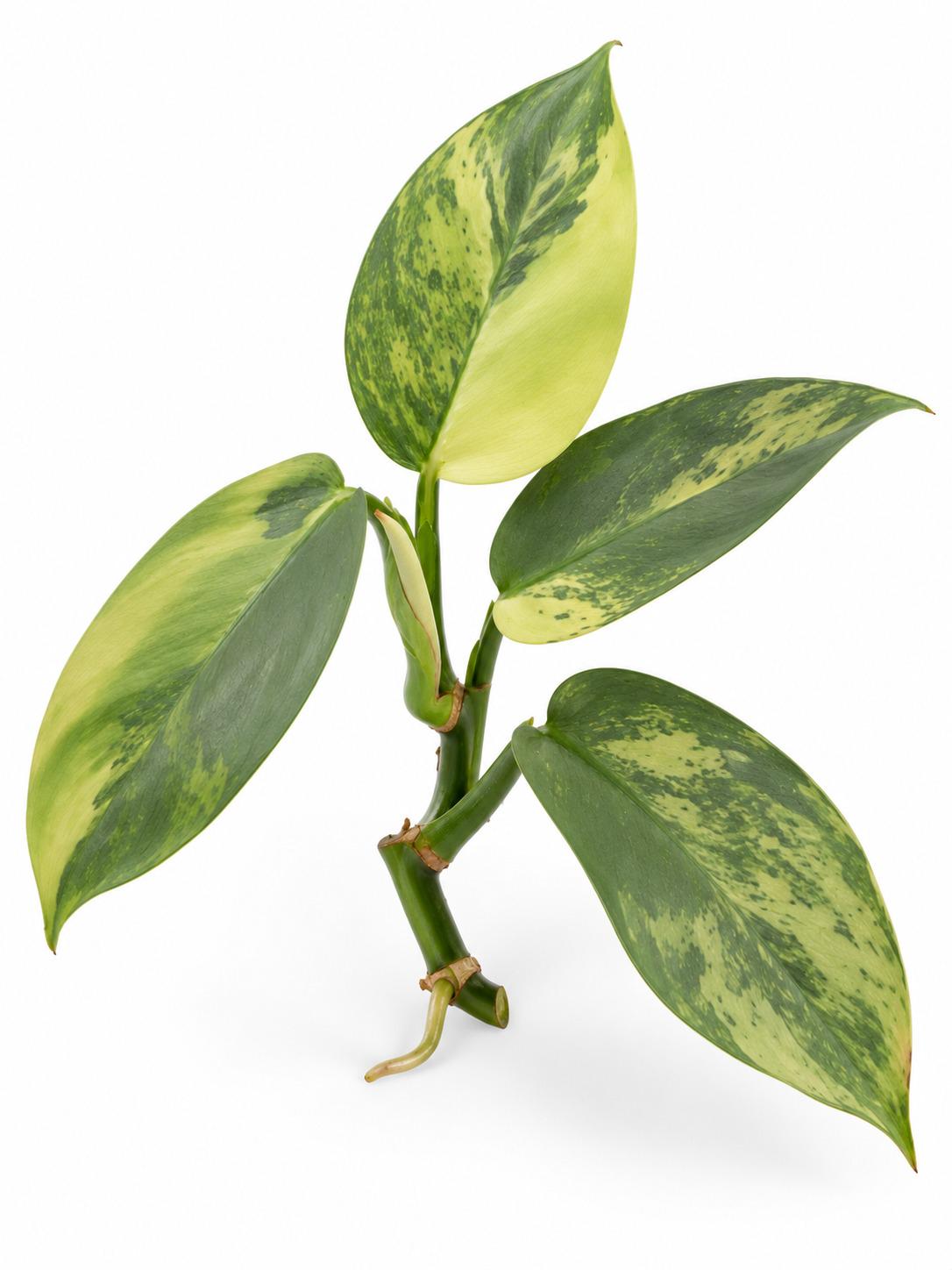 Philodendron Silver Sword Variegated cutting