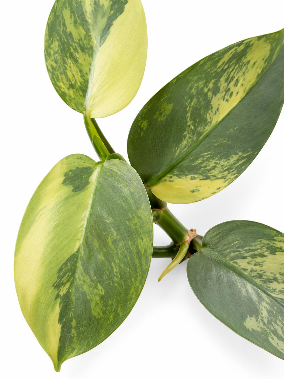 Philodendron Silver Sword Variegated cutting photo 2