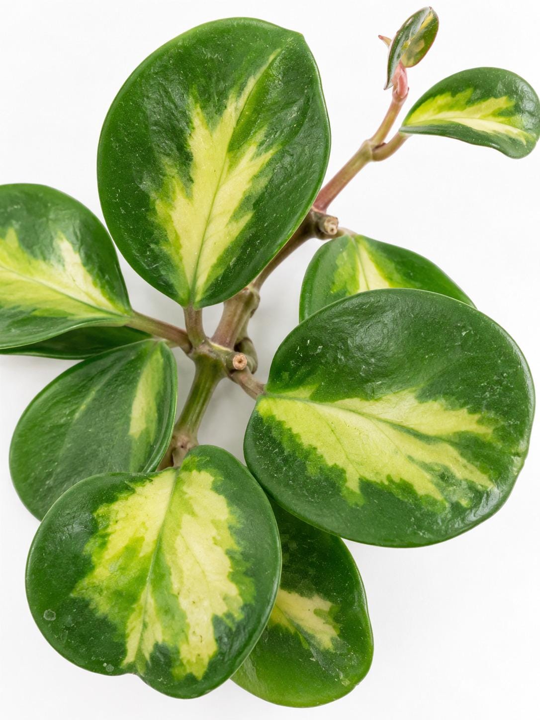 Hoya Obovata Inner Variegated cutting photo 2