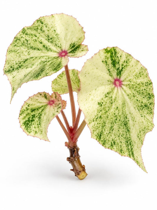 Begonia Rouge Variegated cutting