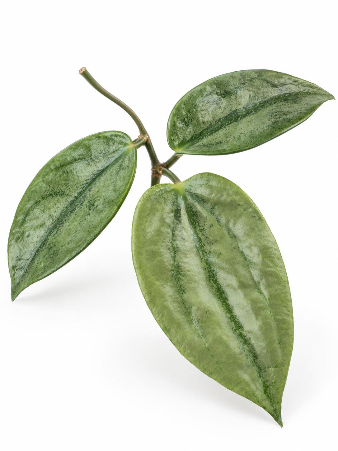 Hoya Latifolia Rimba Perak cutting