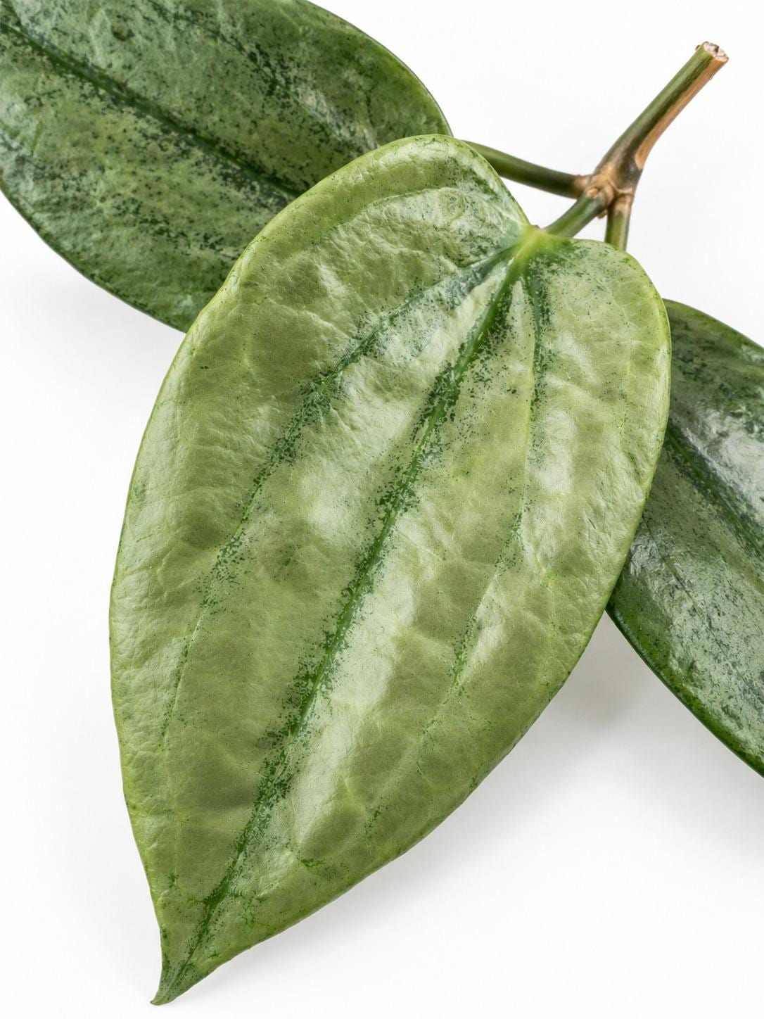 Hoya Latifolia Rimba Perak cutting photo 2