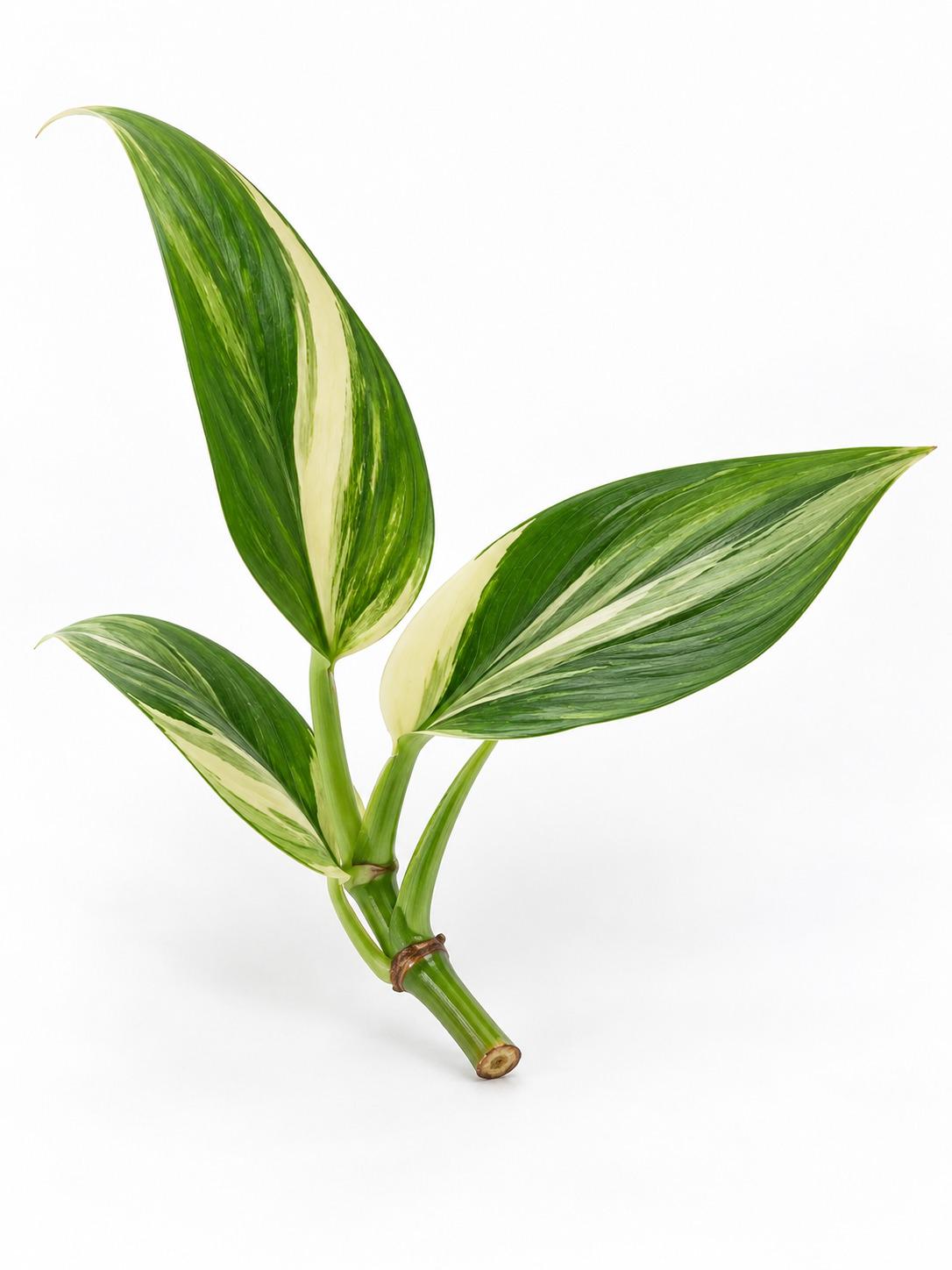 Epipremnum Amplissimum Albo Variegated cutting