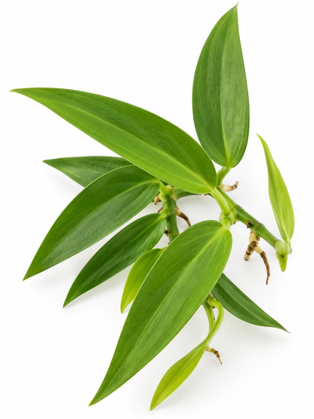 Pothos Scandens cutting photo 2