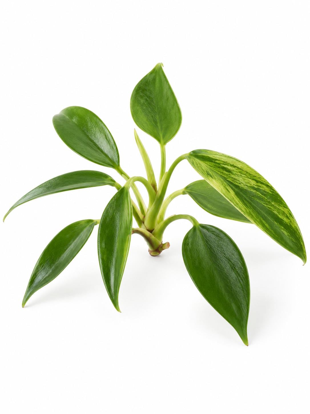 Philodendron Joepii Variegated Low Color cutting