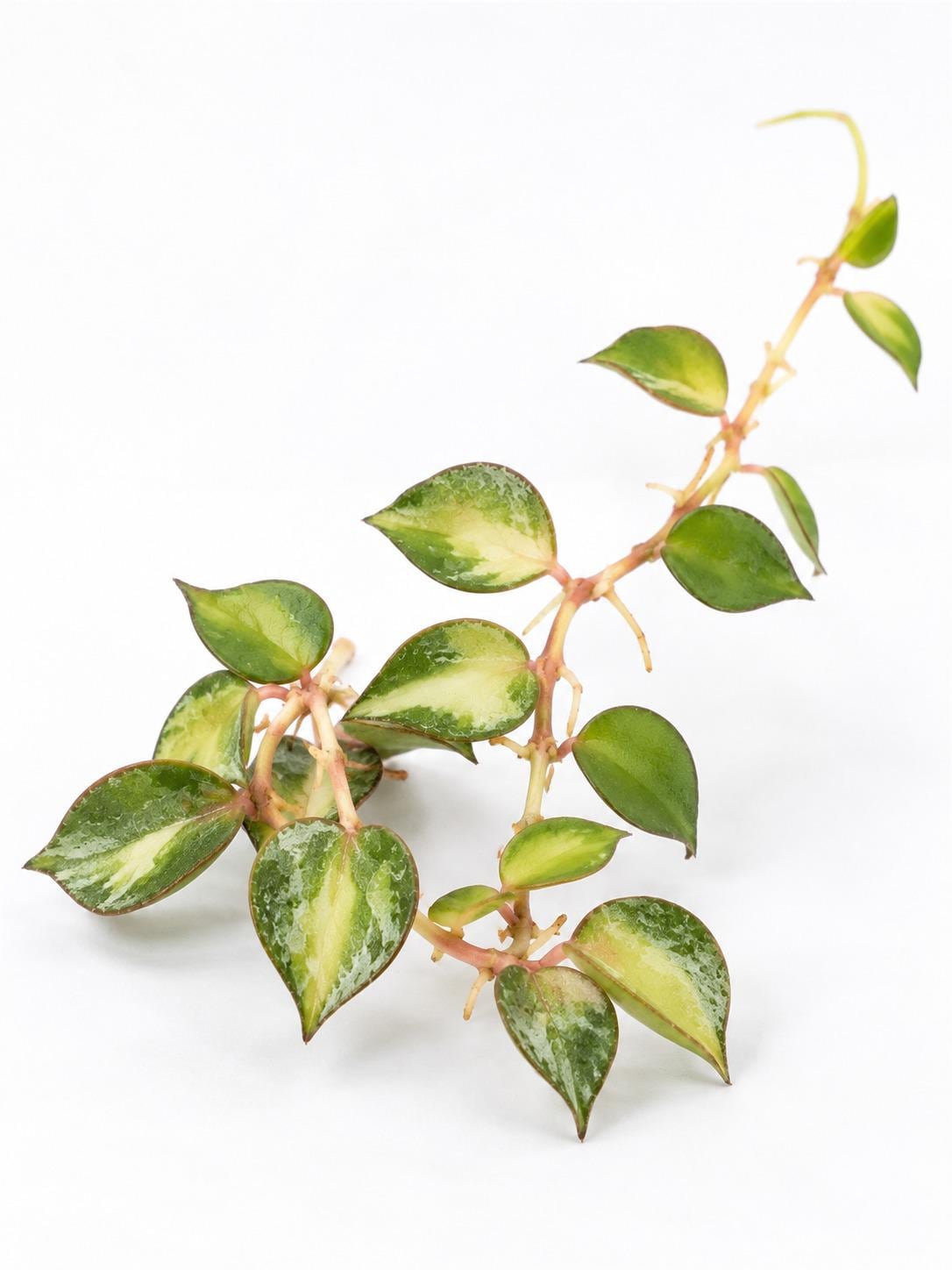 Hoya Curtisii Inner Variegated cutting