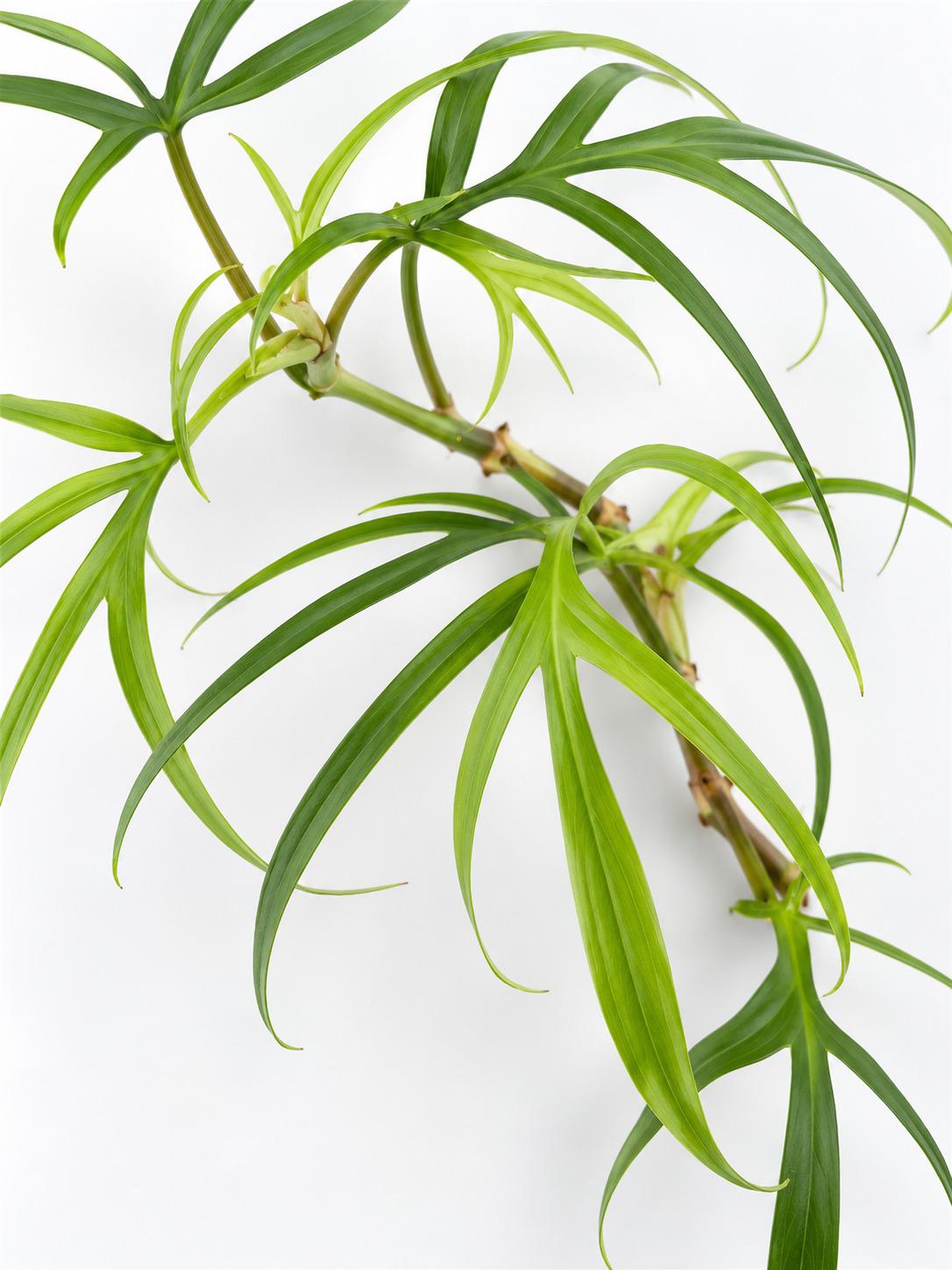 Philodendron Polypodioides cutting photo 2