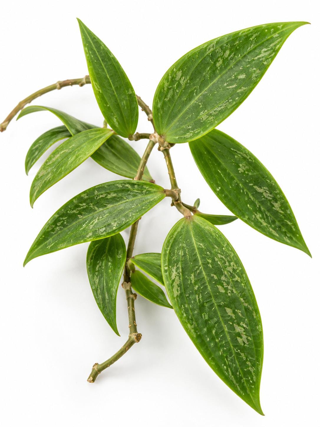 Hoya Loei cutting