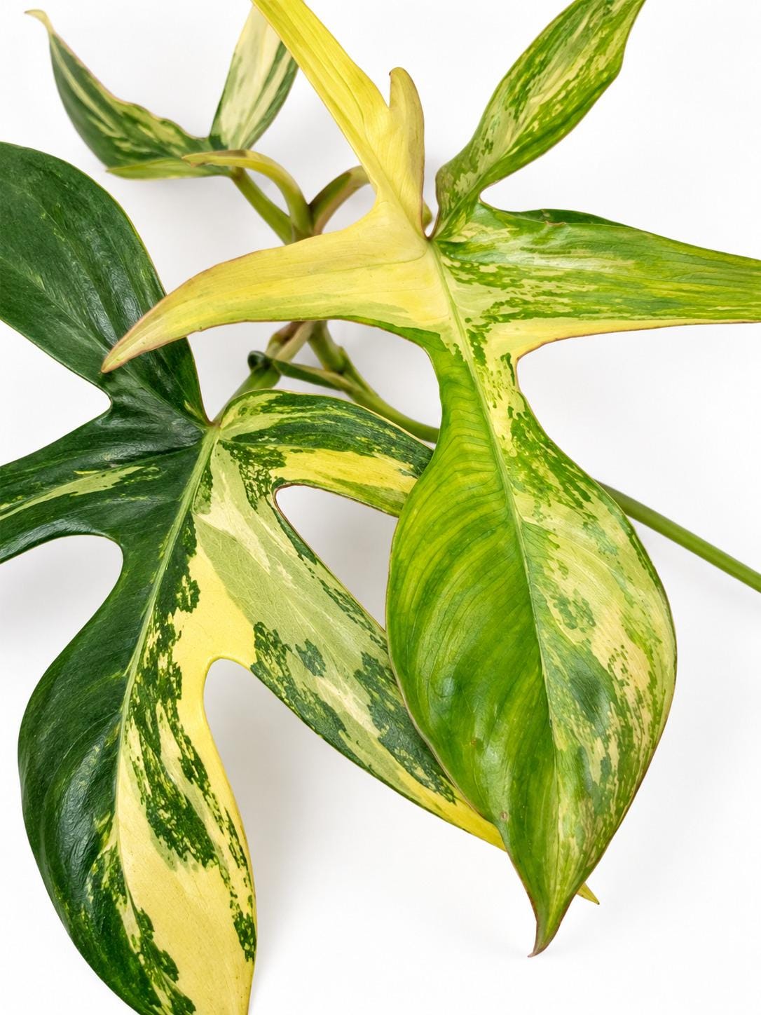 Philodendron Pedatum Variegated cutting photo 2