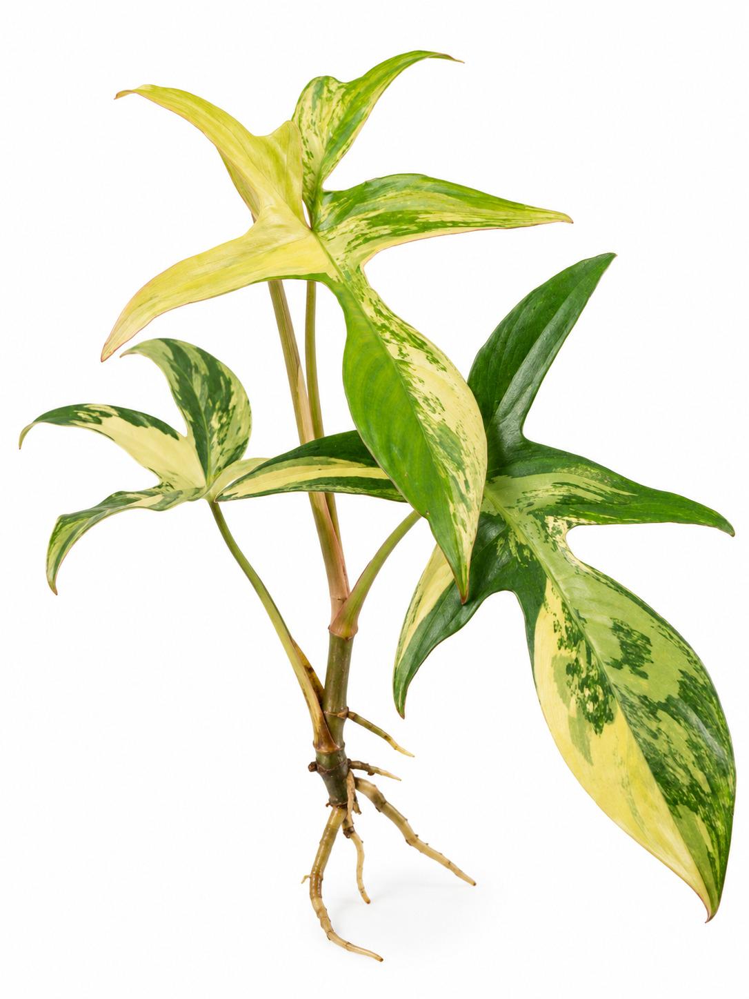 Philodendron Pedatum Variegated cutting