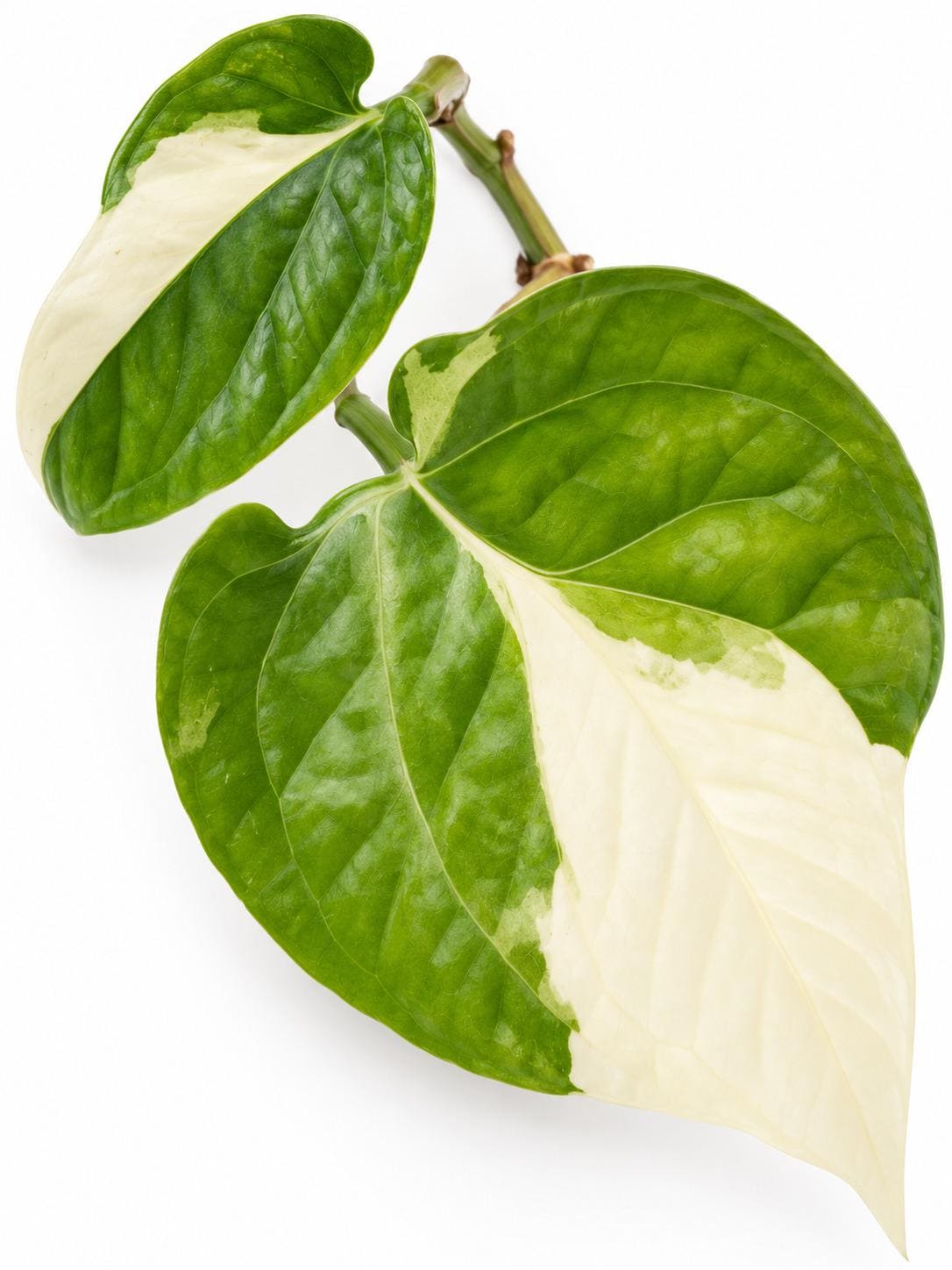 Amydrium Spiderman Albo Variegated cutting photo 2
