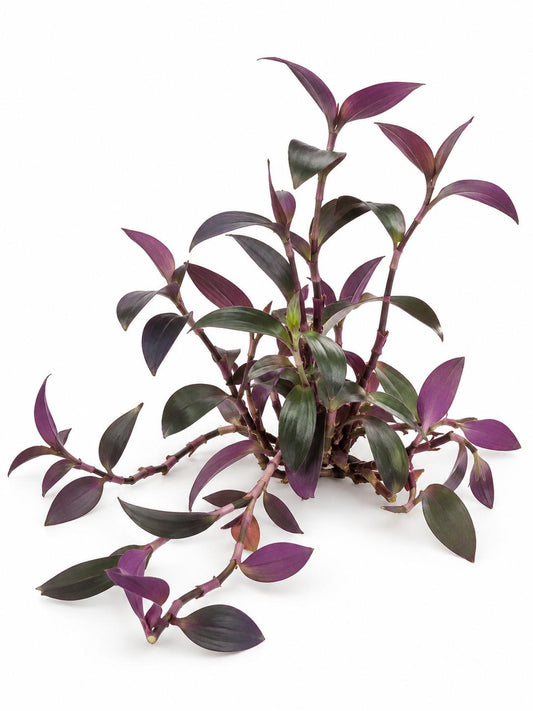 Tradescantia Purple Heart cutting
