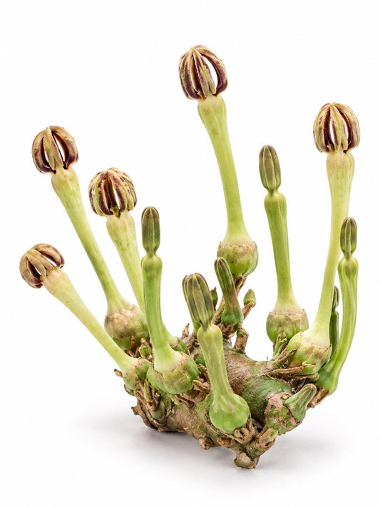 Ceropegia Pachystelma Cutting – rare plant for sale