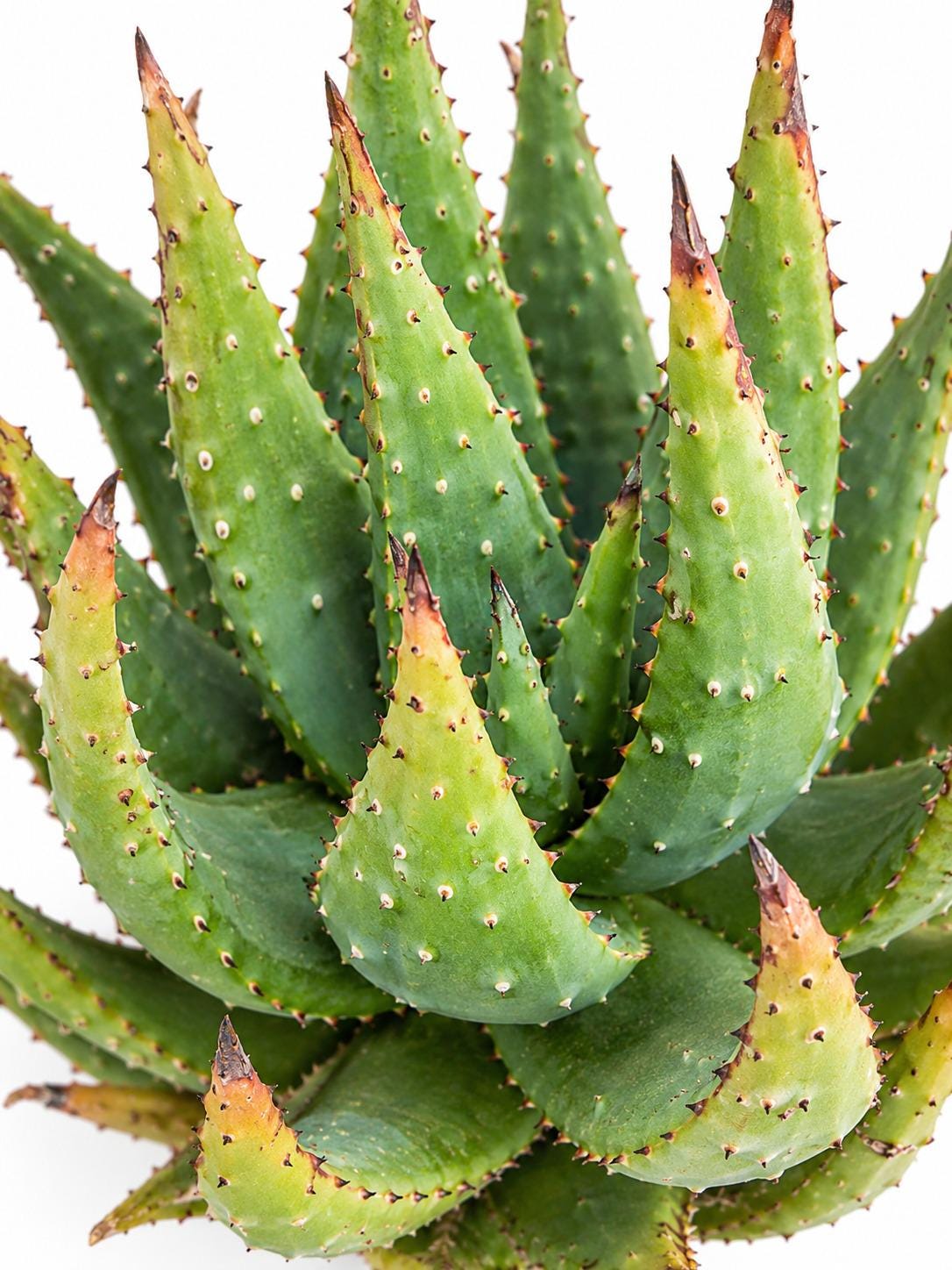 Aloe Aculeata cutting photo 2