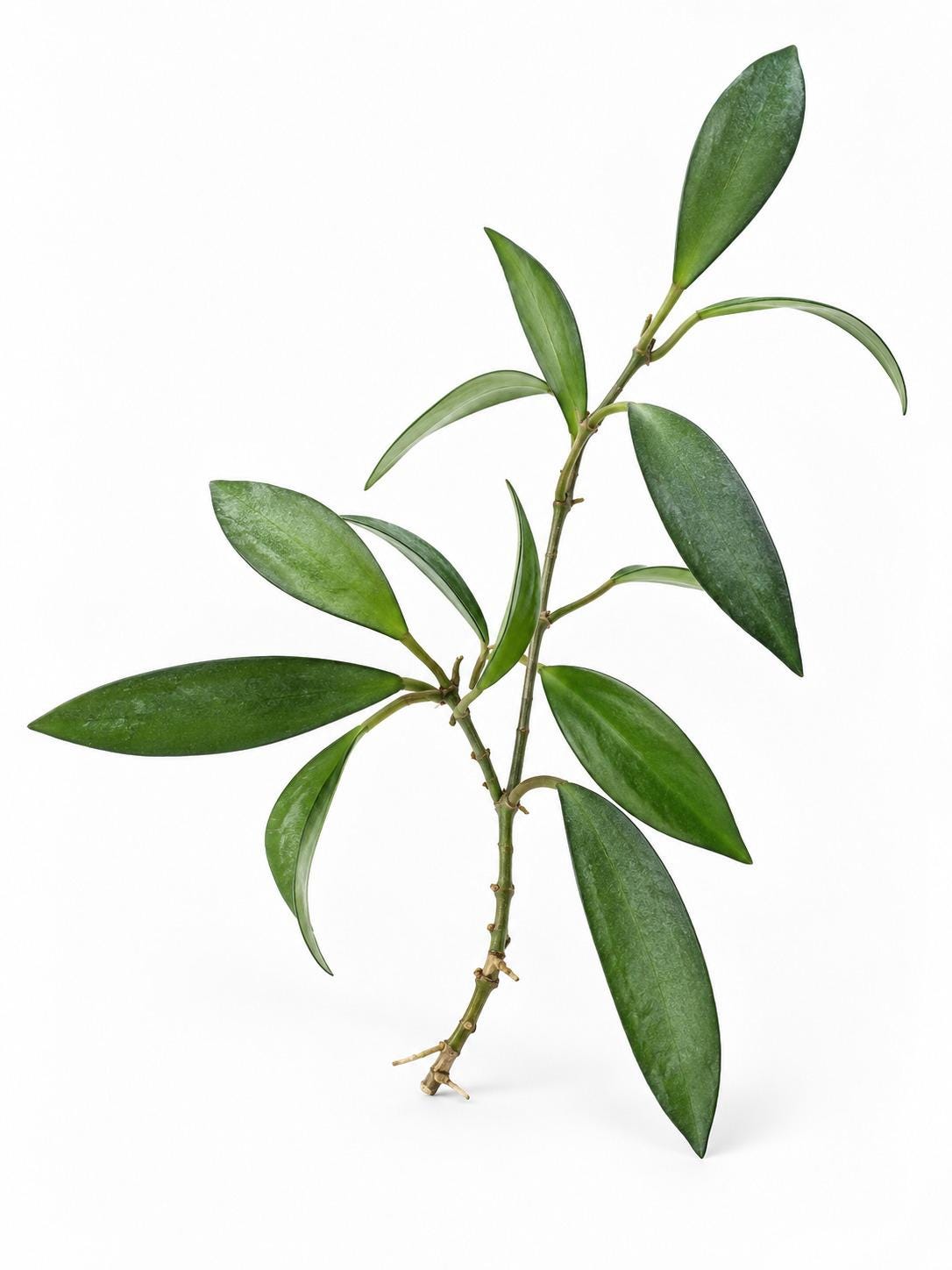 Hoya Davidcummingii cutting