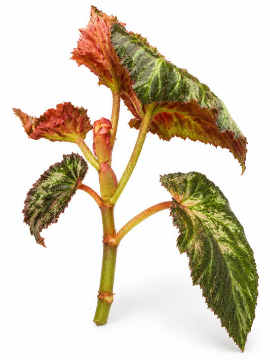 Begonia Midnight Sun Variegata cutting