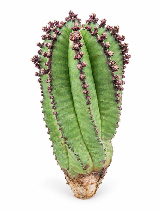 Euphorbia Anoplia cutting