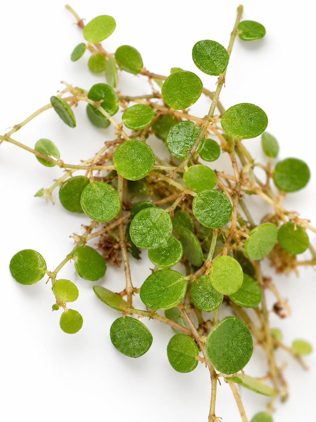 Peperomia Emarginella cutting photo 2
