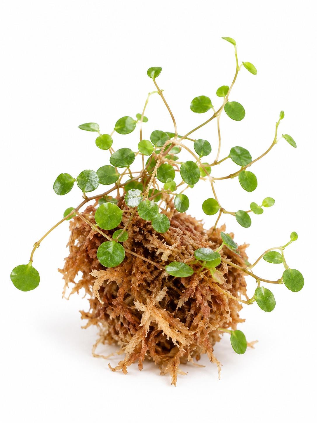 Peperomia Emarginella cutting