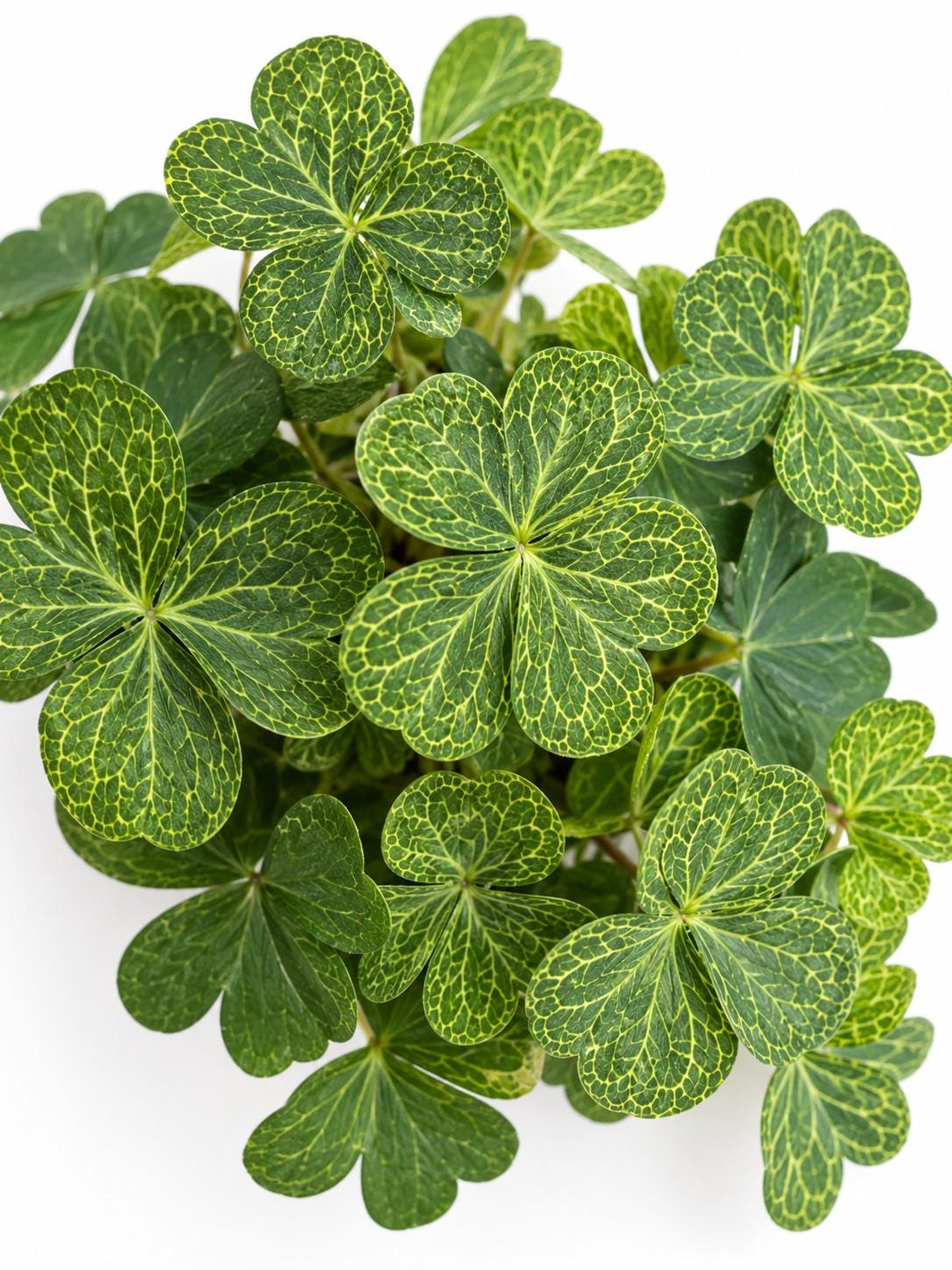 Oxalis Corymbosa Aureoreticulata cutting photo 2