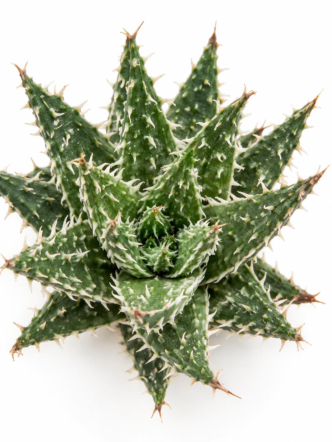 Aloe Erinacea cutting photo 2