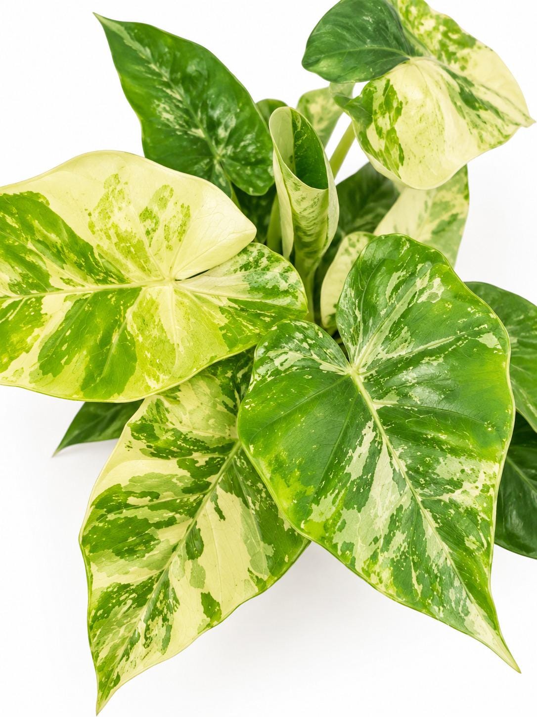 Alocasia Gaegana Aurea bulb photo 2