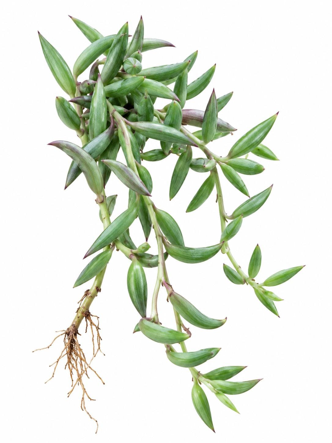 Senecio Radicans cutting