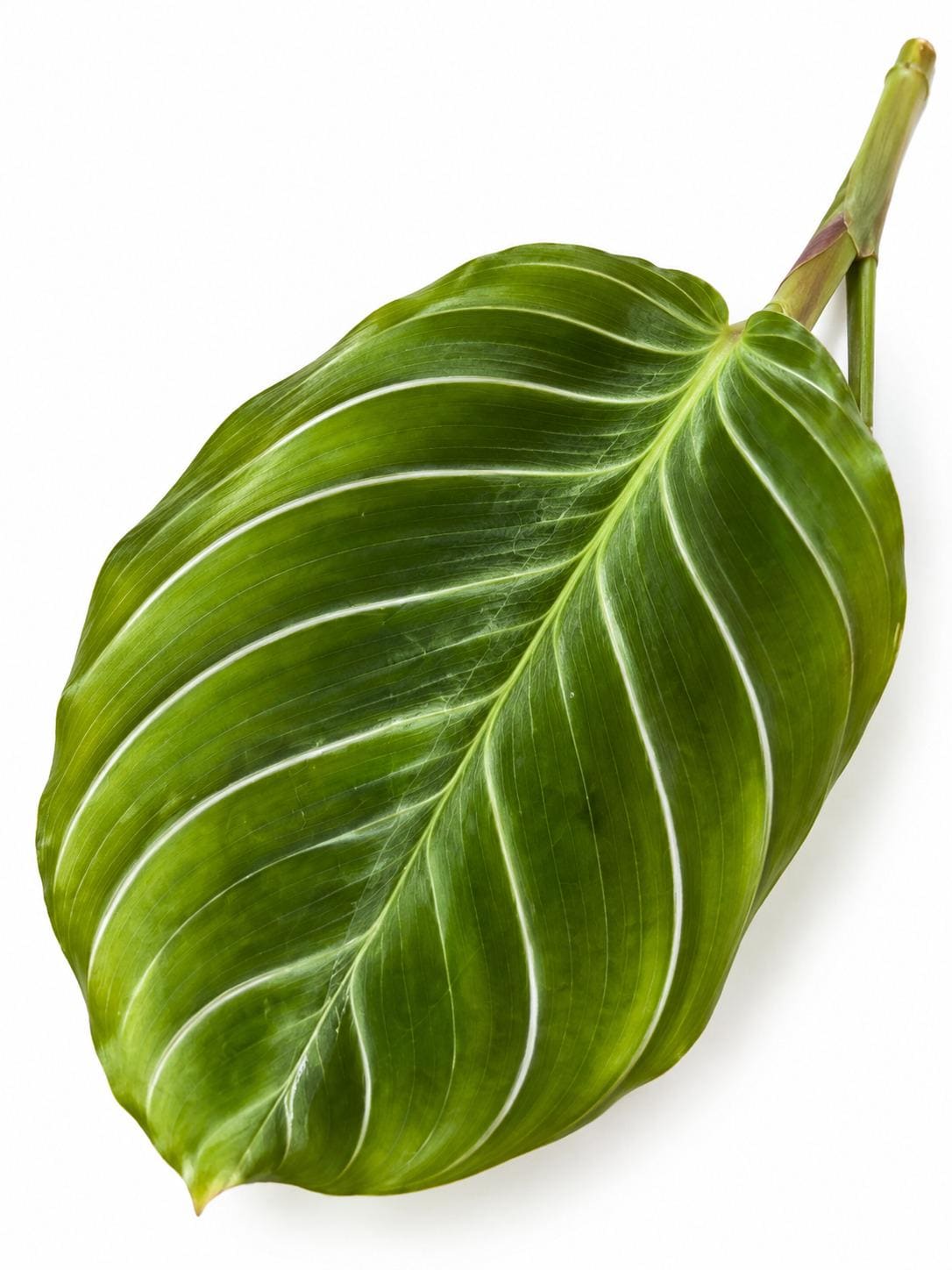 Maranta Cat Moustache cutting photo 2